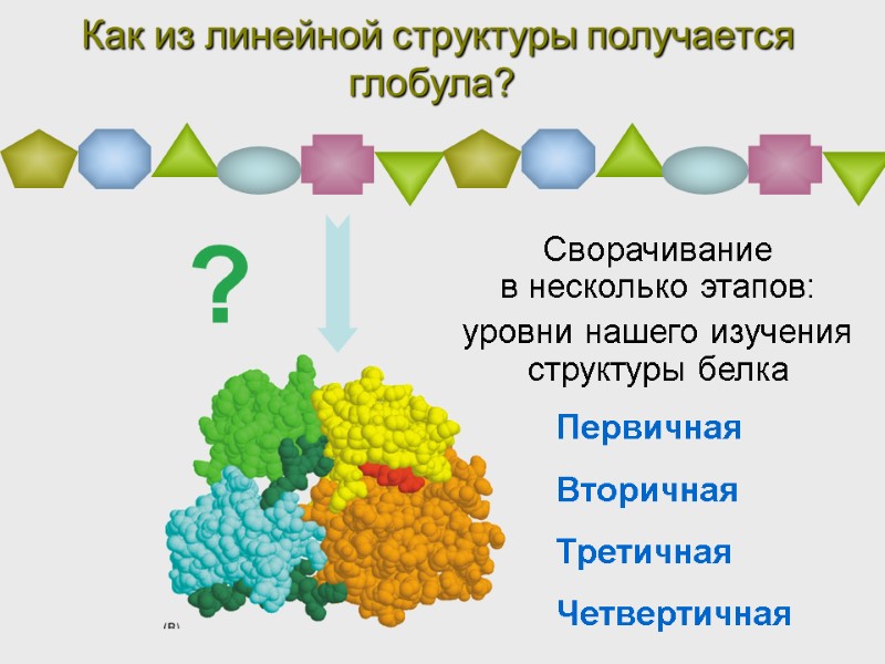 Как из линейной структуры получается глобула? Сворачивание  в несколько этапов: уровни нашего изучения